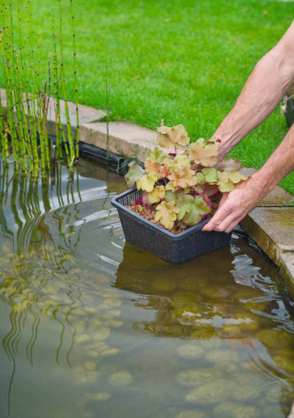 Wasserpflanzenkorb
