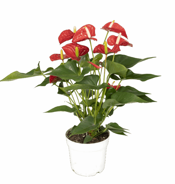 Anthurium “Red” | Rote Flamingoblume | +/- 55cm | ø 17cm Topf