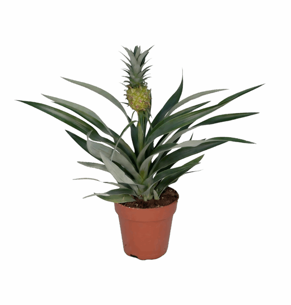 Bromelia “Ananas” | Ananaspflanze | +/- 30cm | ø 12cm Topf