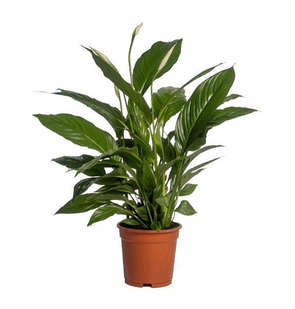 Spathiphyllum “Vivaldi” | Einblatt | +/- 70cm | ø 17cm Topf