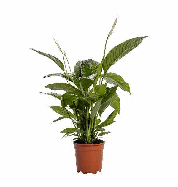 Spathiphyllum “Bingo Cupido” | Einblatt | +/- 80cm | ø 19cm Topf