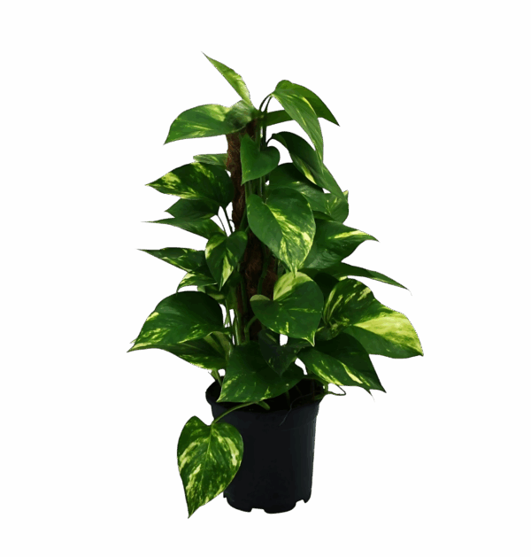 Scindapsus Epipremnum | Efeutute | +/- 50cm | ø 15cm Topf