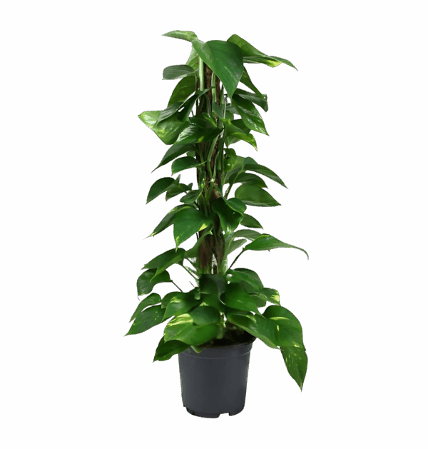 Scindapsus Epipremnum | Efeutute | +/- 80cm | ø 19cm Topf