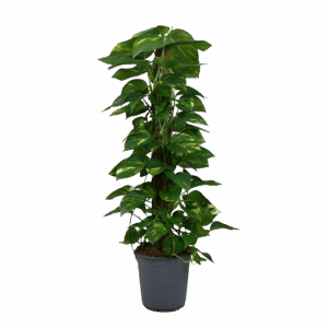 Scindapsus Epipremnum | Efeutute | +/- 120cm | ø 24cm Topf