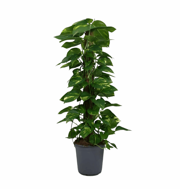 Scindapsus Epipremnum | Efeutute | +/- 120cm | ø 24cm Topf