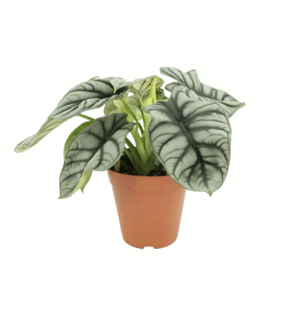 Alocasia “Silver Dragon” | Elefantenohr | +/- 45cm | ø 12cm Topf