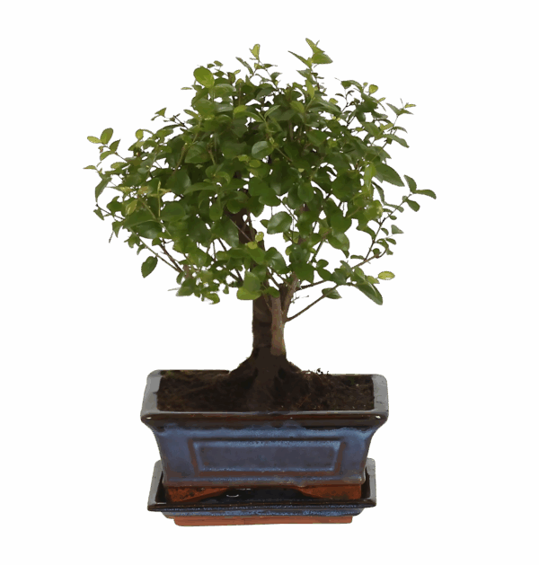 Bonsai-Baum “Kugelform” | Bonsai Bol Vorm | +/- 30cm | ø 15cm Topf