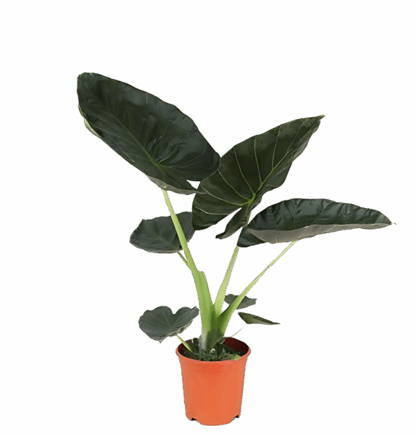 Alocasia “Regal Shield” | Elefantenohr | +/- 90cm | ø 21cm Topf
