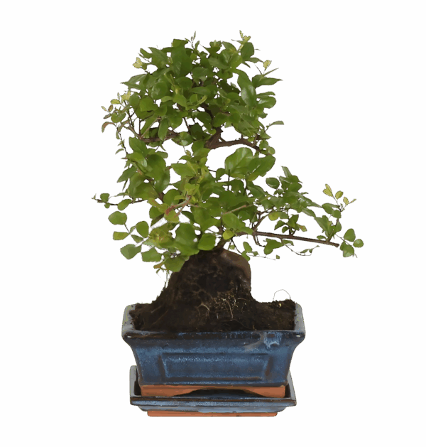 Bonsai-Baum “S-Form” | Bonsai S-Vorm | +/- 15cm | ø 15cm Topf