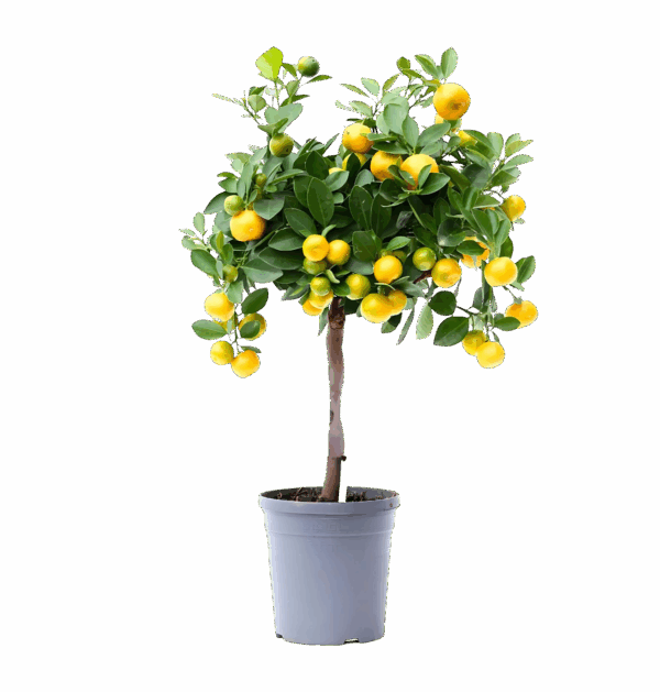 Citrus Calamondin | Zwergorangenbaum | +/- 45cm | ø 15cm Topf