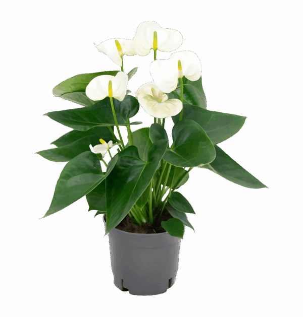 Anthurium “White” | Weiße Flamingoblume | +/- 43cm | ø 12cm Topf