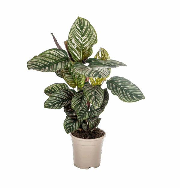 Calathea Ornata “Sanderiana” | Korbmarante | +/- 45cm | ø 17cm Topf