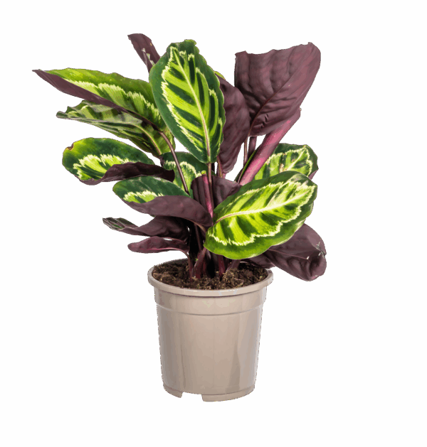 Calathea “Roseopicta” | Korbmarante | +/- 45cm | ø 17cm Topf