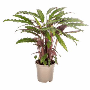 Calathea “Rufibarba” | Korbmarante | +/- 45cm | ø 17cm Topf
