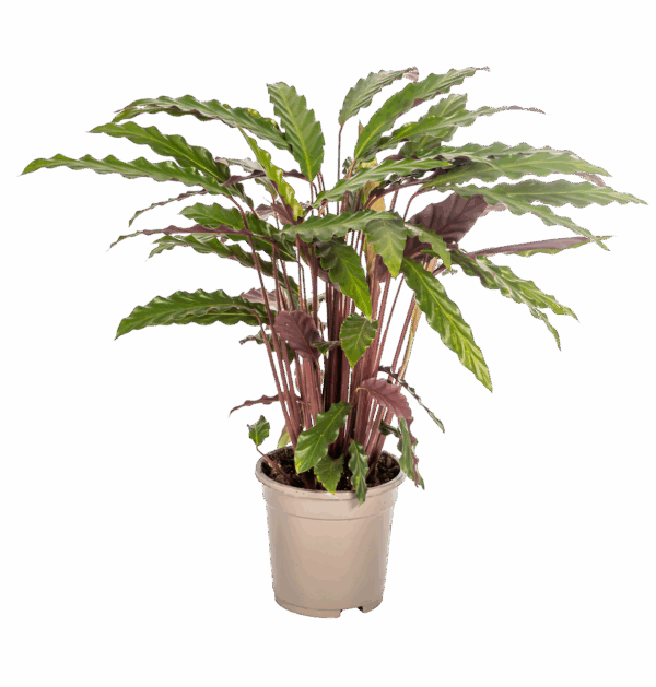 Calathea “Rufibarba” | Korbmarante | +/- 45cm | ø 17cm Topf