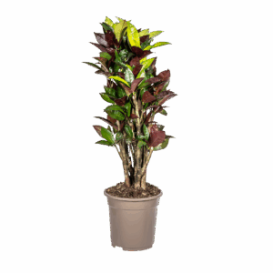 Codiaeum Croton “Iceton” | Wunderstrauch | +/- 70-80cm | ø 21cm Topf