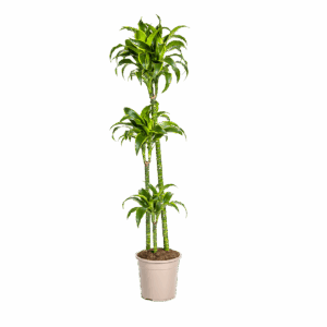 Dracaena Deremensis “Dorado” | Drachenbaum | +/- 130cm | ø 24cm Topf