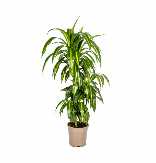 Dracaena Deremensis “Hawaiian Sunshine” | Drachenbaum | +/- 100cm | ø 21cm Topf