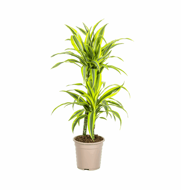Dracaena Deremensis “Lemon Lime” | Drachenbaum | +/- 80cm | ø 19cm Topf
