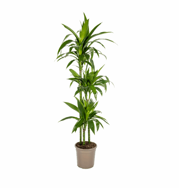 Dracaena Deremensis “Lisa” | Drachenbaum | +/- 140cm | ø 24cm Topf