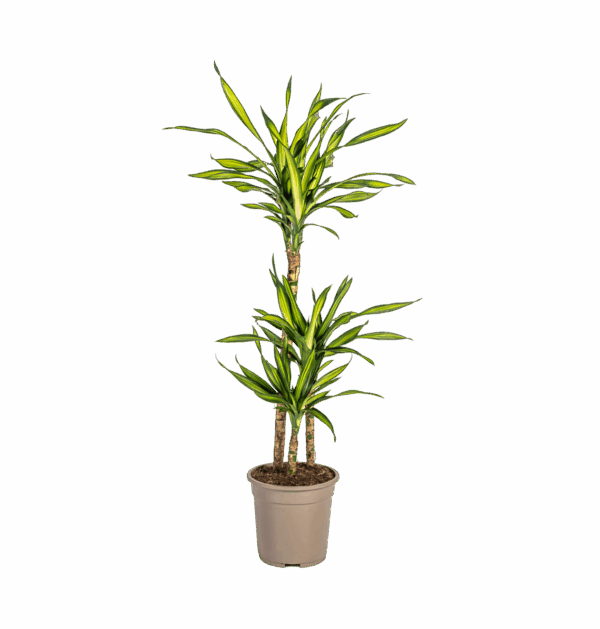 Dracaena Deremensis “Rikki” | Drachenbaum | +/- 100cm | ø 21cm Topf