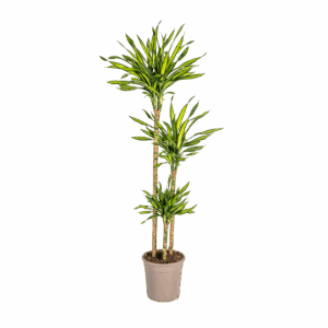Dracaena Deremensis “Rikki” | Drachenbaum | +/- 140cm | ø 24cm Topf