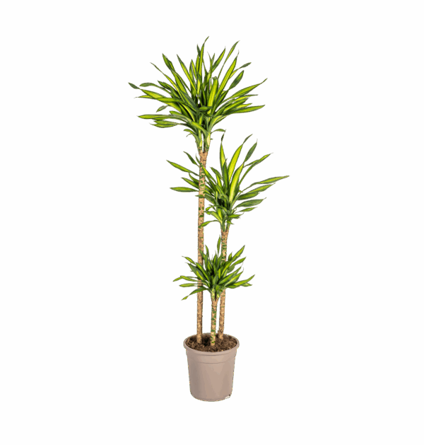 Dracaena Deremensis “Rikki” | Drachenbaum | +/- 140cm | ø 24cm Topf