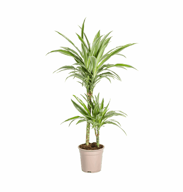 Dracaena Deremensis “White Stripe” | Drachenbaum | +/- 80cm | ø 19cm Topf