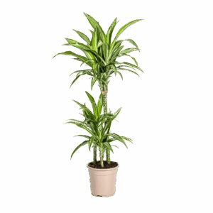 Dracaena Deremensis “White Stripe” | Drachenbaum | +/- 100cm | ø 21cm Topf