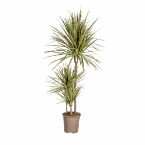 Dracaena Marginata “Bicolor” | Drachenbaum | +/- 120cm | ø 21cm Topf