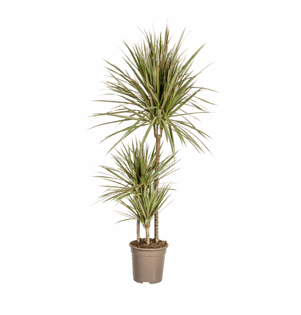 Dracaena Marginata “Bicolor” | Drachenbaum | +/- 120cm | ø 21cm Topf