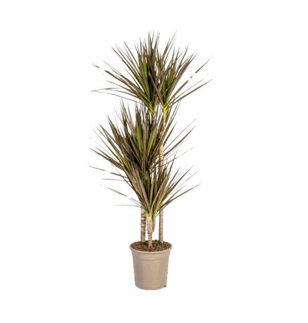 Dracaena Marginata “Magenta” | Drachenbaum | +/- 120cm | ø 21cm Topf