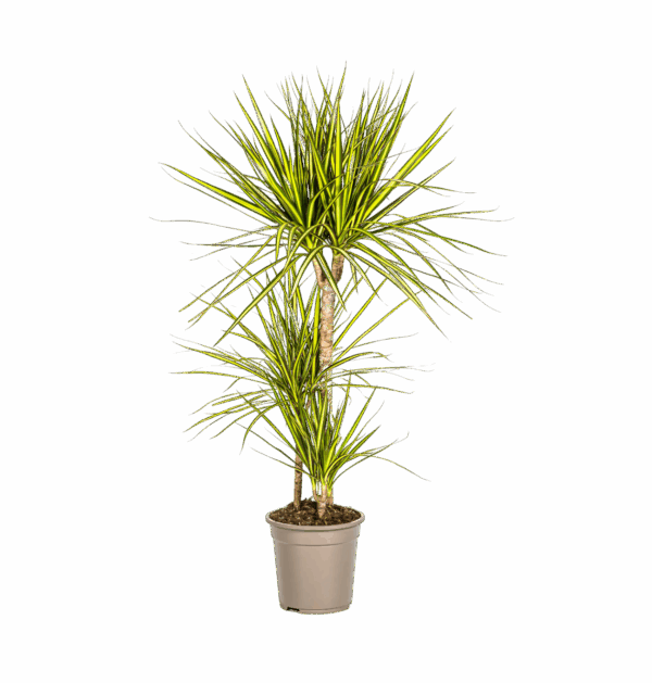 Dracaena Marginata “Sunray” | Drachenbaum | +/- 100-110cm | ø 21cm Topf
