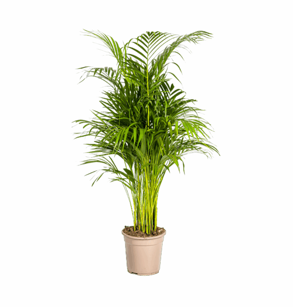 Dypsis Areca Lutescens | Goldfruchtpalme | +/- 110cm | ø 21cm Topf