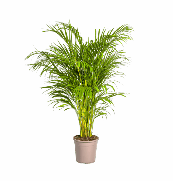 Dypsis Areca Lutescens | Goldfruchtpalme | +/- 140cm | ø 24cm Topf