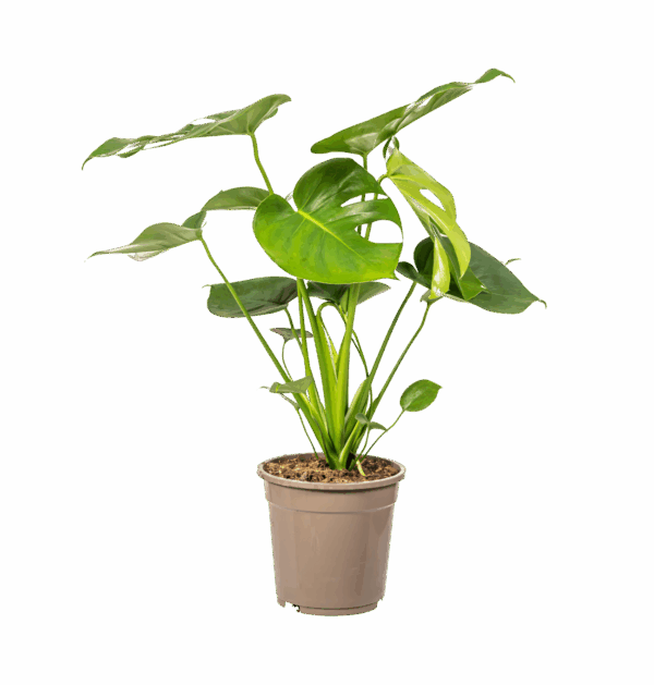 Monstera Deliciosa “Tauerii” | +/- 80cm | ø 19cm Topf