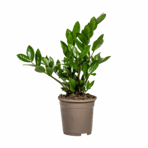 Zamioculcas Zamiifolia | Glücksfeder | +/- 40-50cm | ø 17cm Topf