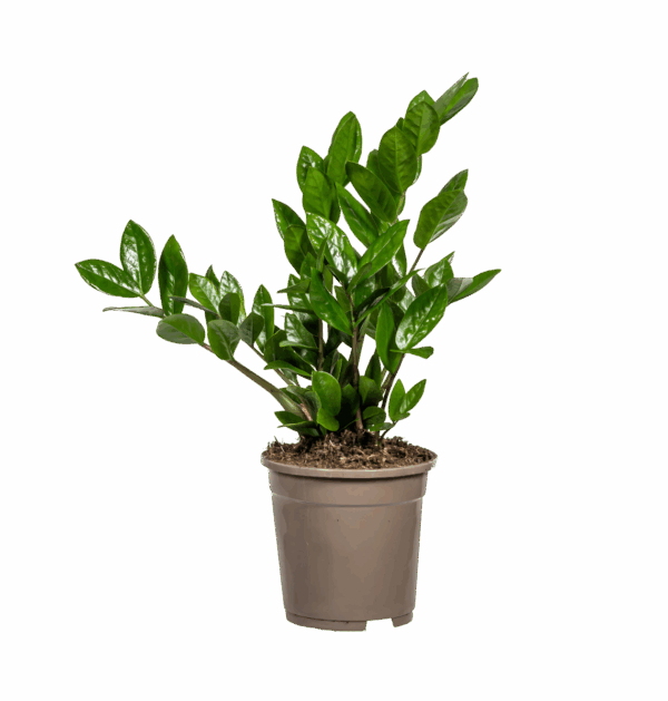 Zamioculcas Zamiifolia | Glücksfeder | +/- 40-50cm | ø 17cm Topf