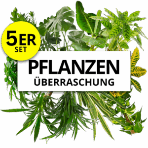 5er-Set | Pflanzenüberraschung | +/- 40-70cm | ø 12-15cm Topf