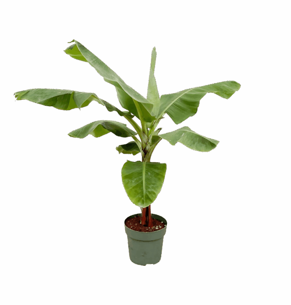 Musa | Bananenpflanze | +/- 150cm | ø 30cm Topf
