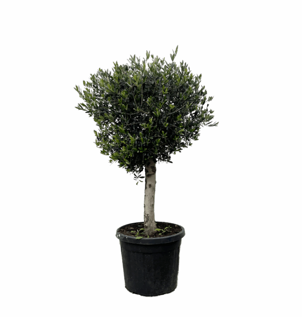 Olea Europaea “Lorc” | Olivenbaum | +/- 180cm | ø 50cm Topf