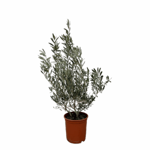 Olea Europaea “Struik” | Olivenbaum Strauch | +/- 100cm | ø 25cm Topf