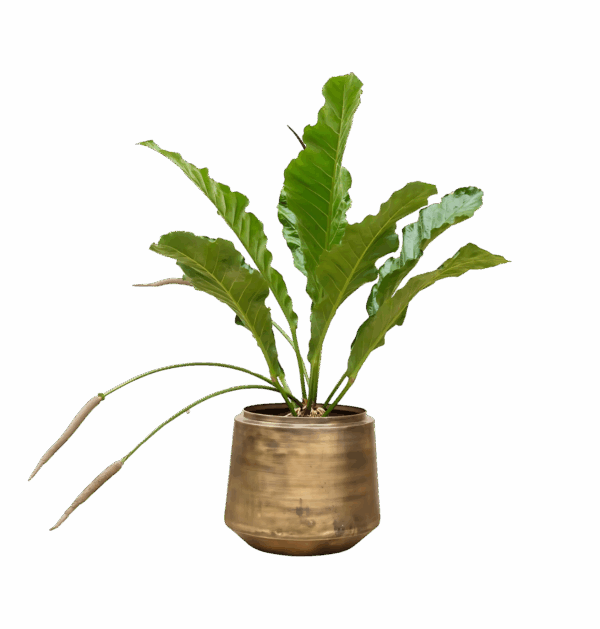 Anthurium “Botanical King” | Flamingoblume | +/- 100cm | ø 35cm Topf
