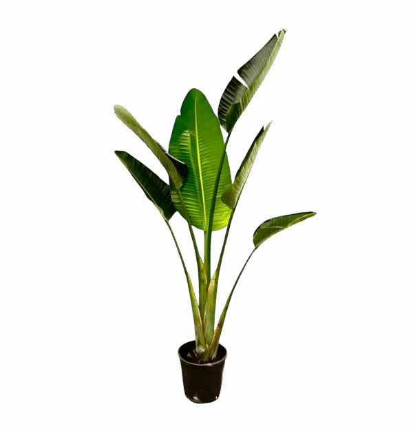 Strelitzia “Augusta” | Weiße Paradiesvogelblume | +/- 180cm | ø 30cm Topf