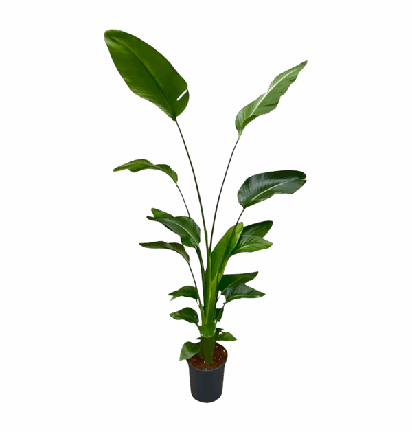 Strelitzia “Nicolai” | Baumstrelitzie | +/- 170cm | ø 21cm Topf