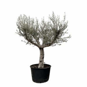 Olea Europaea “Cultivo” | Olivenbaum | +/- 250cm | ø 80cm Topf