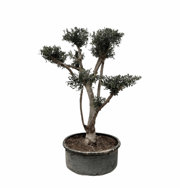 Olea Europaea “Pompon” | Olivenbaum | +/- 210cm | ø 80cm Topf