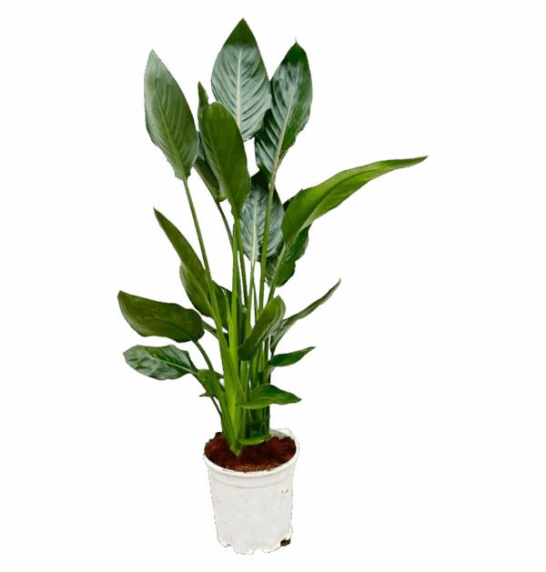 Strelitzia “Reginae” | Paradiesvogelblume | +/- 100cm | ø 19cm Topf