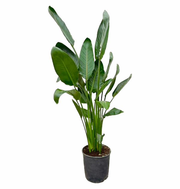Strelitzia “Reginae” | Paradiesvogelblume | +/- 130cm | ø 24cm Topf