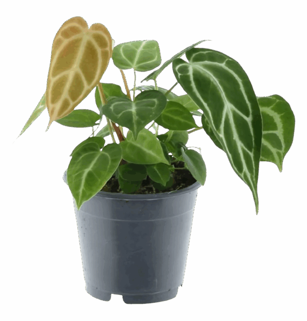 Anthurium “Chrystallium” | Flamingoblume | +/- 35cm | ø 12cm Topf